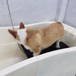 九九萌宠生活馆:武汉市洪山区南湖花园附近