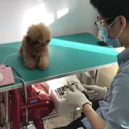 王师傅宠物店:天津城区东丽区程林附近