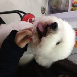 拉菲宠物:武汉市洪山区南湖花园附近