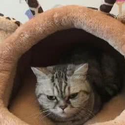 P+猫咪酒店:武汉市洪山区白沙洲附近