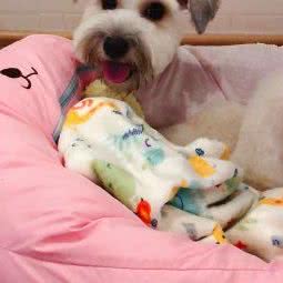 悠莉宠物:武汉市洪山区白沙洲附近