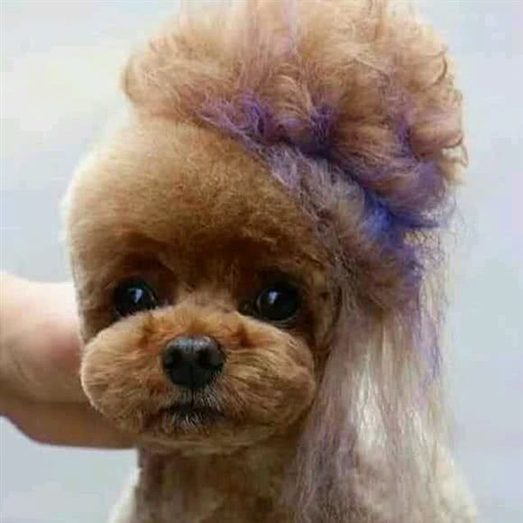 兵心宠物美容佳苑:天津城区东丽区程林附近