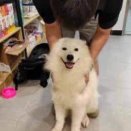 喵汪记宠物生活馆:武汉市洪山区光谷/东湖高新区附近