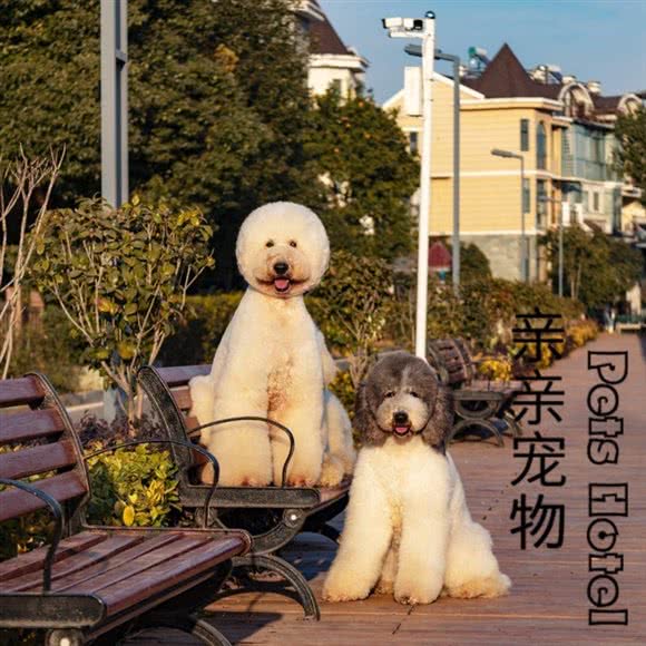 亲亲宠物Pets Hotel:武汉市洪山区光谷/东湖高新区附近