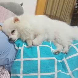 心宠优选:武汉市洪山区光谷/东湖高新区附近