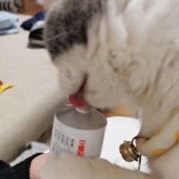 喵呜宠物店:武汉市洪山区光谷/东湖高新区附近