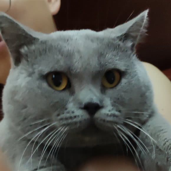 小汁儿猫舍:武汉市洪山区东湖风景区附近