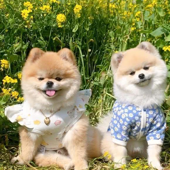 小汪狗咖萌萌队宠物店:武汉市洪山区南湖城市广场附近