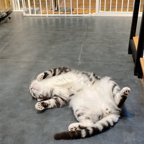 小达令宠物生活馆:武汉市东西湖区金银湖附近