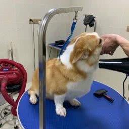 派多格宠物店(城市广场店):武汉市东西湖区金银湖附近