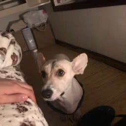 天天宠物主题乐园:武汉市东西湖区金银湖附近