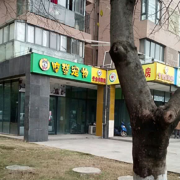 摩登宠物:武汉市东西湖区金银湖附近