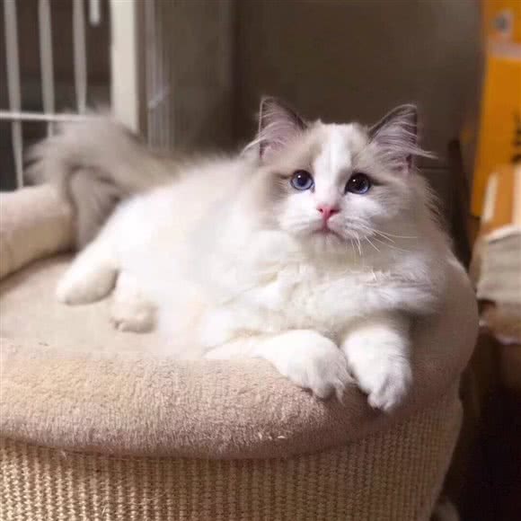 一家猫舍 Cat House:武汉市东西湖区金银湖附近