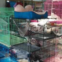 它国度宠物用品生活馆:武汉市东西湖区常青花园附近