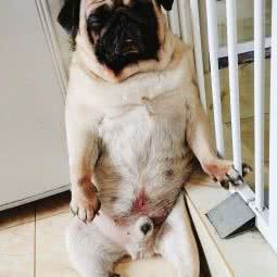 小Q萌猫Cat:天津城区东丽区程林附近