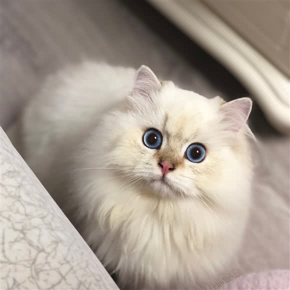 stareysky cattery稀有色英短英长猫舍:武汉市东西湖区吴家山附近