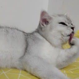 丫丫宠物托运:武汉市蔡甸区江汉大学附近