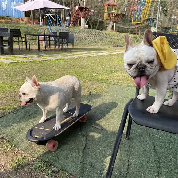 艾克宠物:武汉市蔡甸区蔡甸周边附近