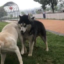 万宠小镇:武汉市蔡甸区蔡甸周边附近