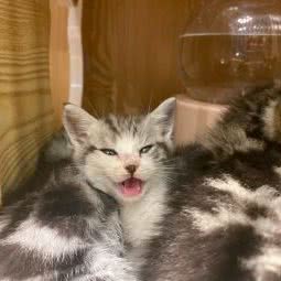 段先生宠物生活馆:武汉市江夏区藏龙岛附近