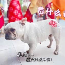 麦兜的宠物店:武汉市江夏区纸坊附近