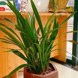 城城宠物:武汉市江夏区纸坊附近