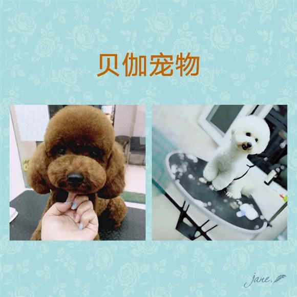 贝伽宠物店:天津城区东丽区空港/华明镇附近