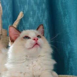 一闪宠物会所:武汉市江夏区大花岭附近