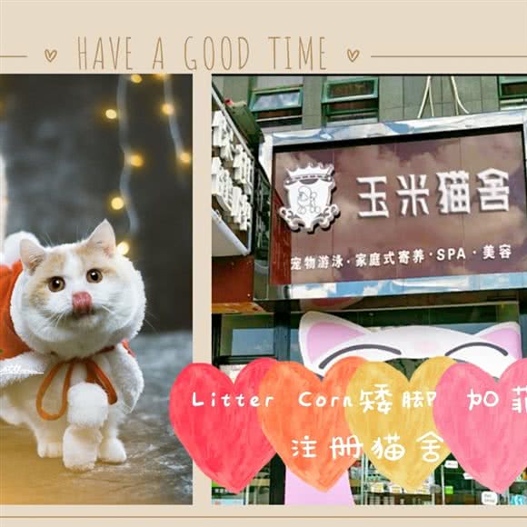 玉米猫舍:武汉市江夏区黄家湖大学城附近