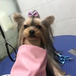 哆米宠物:武汉市黄陂区奥特莱斯广场附近