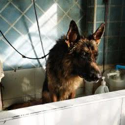 艾萌宠屋:武汉市黄陂区奥特莱斯广场附近