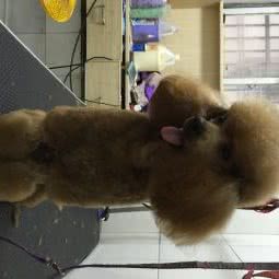 酷迪宠物屋:武汉市新洲区新洲区附近