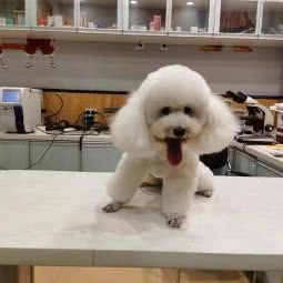 武汉凯凯动物医院:武汉市新洲区新洲区附近