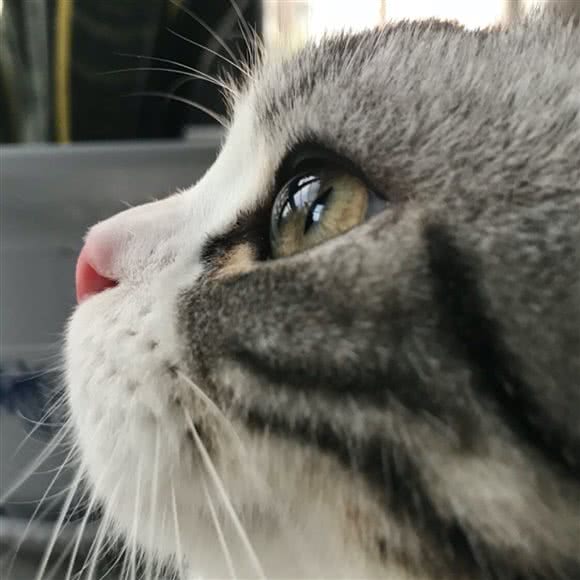 萌萌哒Family美短布偶猫舍:天津城区东丽区空港/华明镇附近