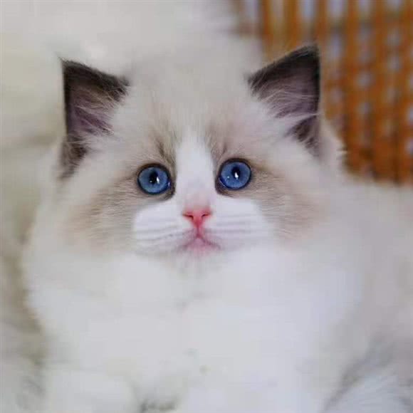 遇见宠咖:黄石市西塞山区陈家湾/八卦嘴附近