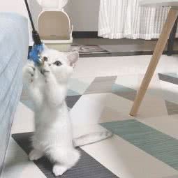 我家宠物:黄石市铁山区鹿獐公园附近