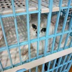 星级宠物生活馆:十堰市茅箭区六堰广场附近