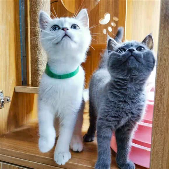 皇家御宠:十堰市茅箭区北京路附近