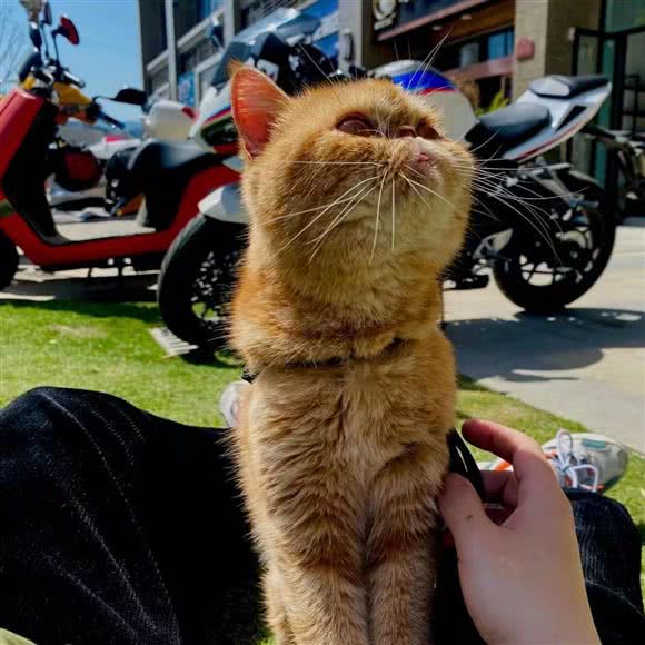 星辰宠物:十堰市茅箭区北京路附近