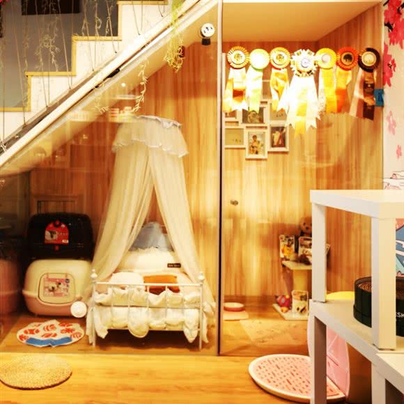 安宁布偶猫生活馆:天津城区东丽区金钟路附近