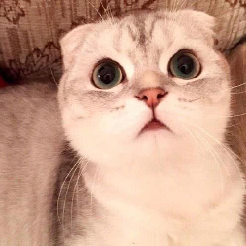 你宠我爱喵喵屋:十堰市茅箭区北京路附近