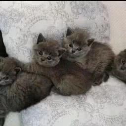 派多格宠物店(东岳路古台店):十堰市茅箭区东岳路附近