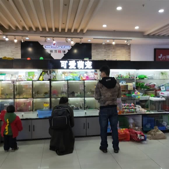 可爱萌宠:宜昌市西陵区CBD购物中心附近