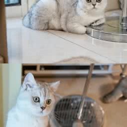 福将猫舍:宜昌市西陵区CBD购物中心附近