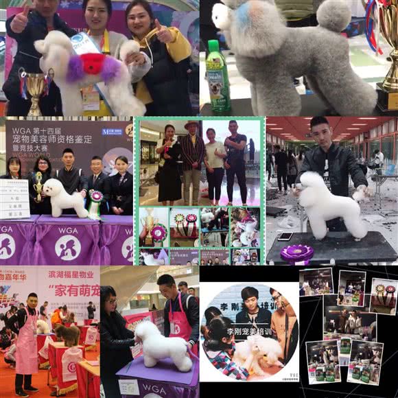 爱尚宠物(北苑桥店):宜昌市西陵区东山开发区附近