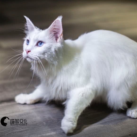 喵奴文化·伴侣猫概念店:宜昌市西陵区隆康路附近