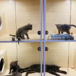 萌兽部落:北京城区东城区南锣鼓巷/鼓楼东大街附近