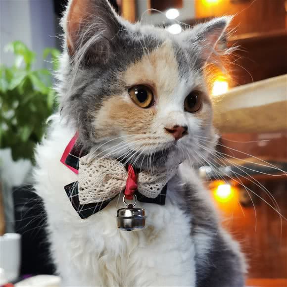 妙趣猫窝:宜昌市西陵区胜利四路附近