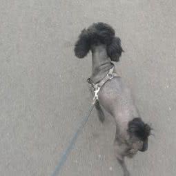 琥珀宠咖(中南路店):宜昌市西陵区中南路兴发广场附近