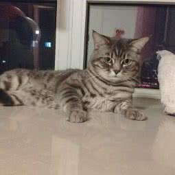 爱宠有家生活馆:天津城区东丽区军粮城附近